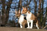 BASENJI 121